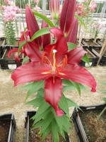 [4284 Scorpio Mak No02.JPG]